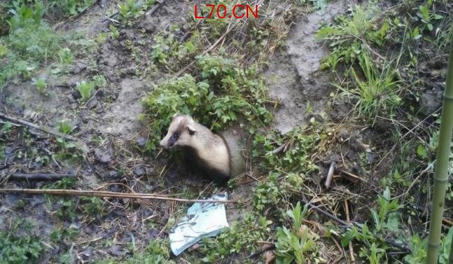 鲁迅笔下的“猹”成了保护动物